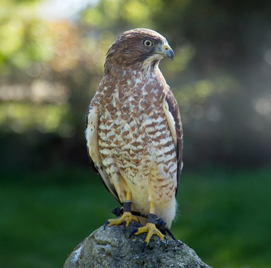 PD Day: Birds of Prey with Mountsberg Conservation